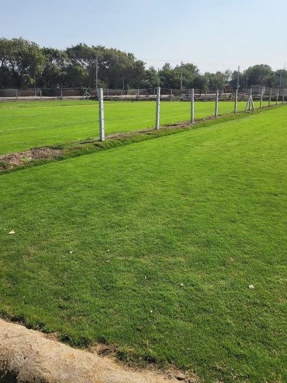 Delhi Gardner - Wholesale Plant & Turf Supply Natural Grass Turf: From Our Farm to Your Project photo 100