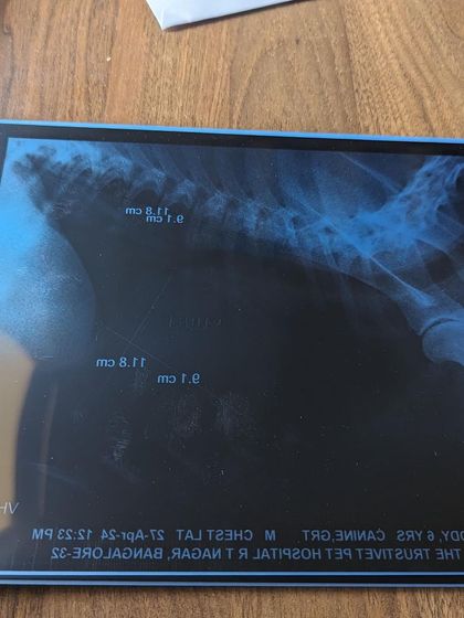 PL Paws - Animal Rescue & Rehabilitation How Your Donations Help: Our Medical Cases photo 18