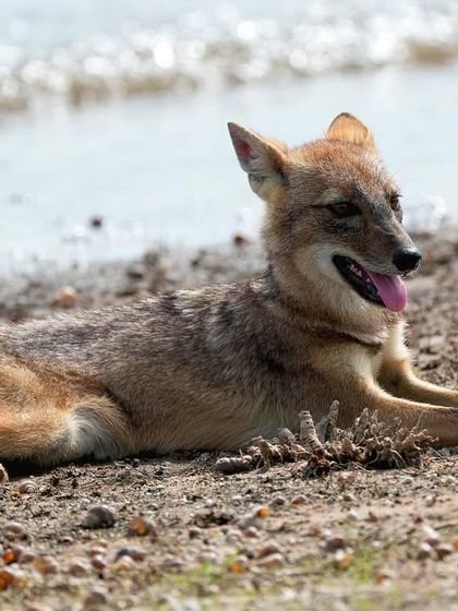 The same Indian Jackal, now looking away, enjoying a moment of peace on the riverbank. The soft light and relaxed posture create a tranquil wildlife portrait.