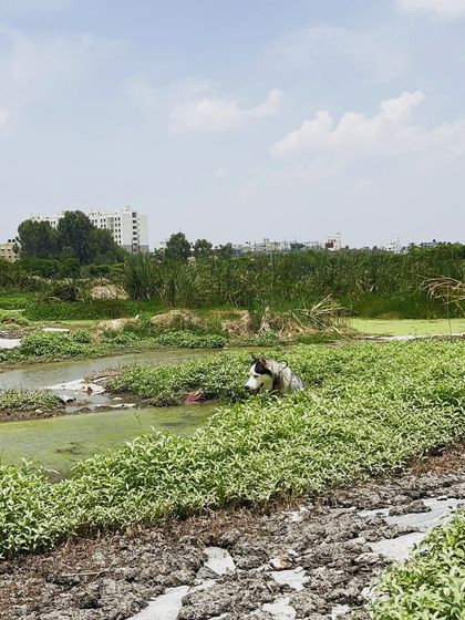 Brooke's Home - Dog Boarding (Homestay) Outdoor Adventures & Playtime photo 7