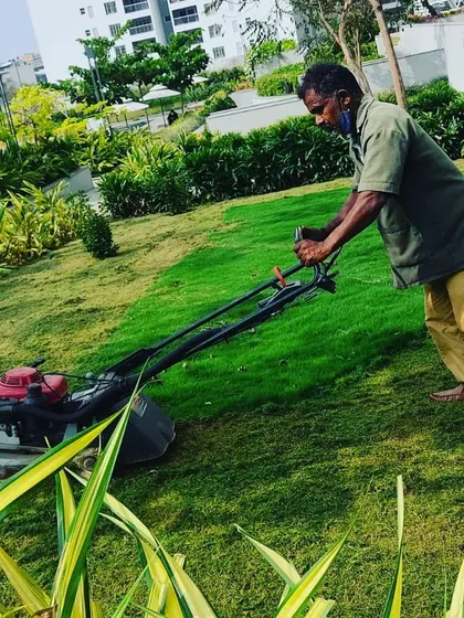 Regular lawn mowing is key to a healthy garden. Here, one of our gardeners is providing routine lawn care, ensuring the grass is kept at an optimal height for a neat and tidy appearance in a large residential garden.