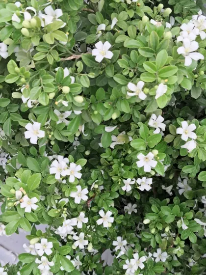 Bhardwaj - Urban Gardening Consultation A Riot of Colorful Flowers photo 30