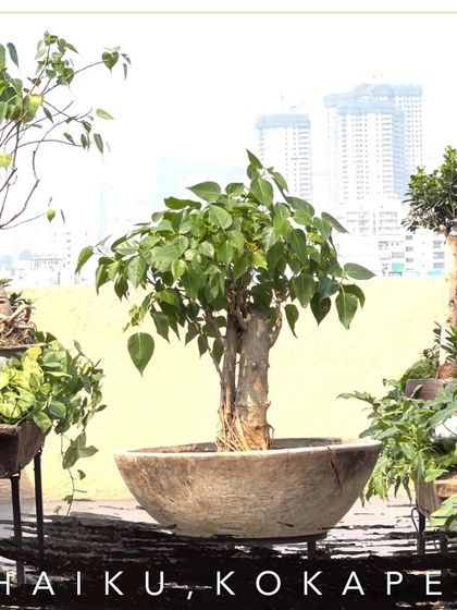 A single bonsai can tell a story. This beautiful specimen, set against the Hyderabad skyline at the Haiku restaurant, shows the contrast between the calm of nature and the bustle of the city, creating a peaceful focal point.