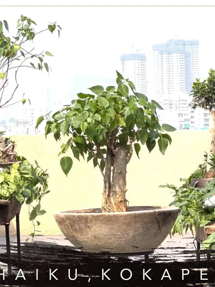 For the rooftop at Haiku in Kokapet, I created a green wonderland using a collection of large bonsai trees. Each plant was chosen to match the unique vibe of the space. This project shows how I use greenery to tell a story and create an atmosphere, turning a simple spot into a memorable experience.