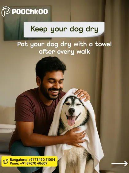 Poochkoo - Pet Spa & Grooming Seasonal Health & Grooming photo 3