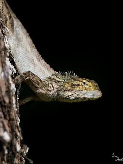This Oriental Garden Lizard was camouflaged well on a log. I used the dark shadows behind it to create a natural black background, which makes the texture of its shedding skin and its thoughtful expression the main focus of the portrait.