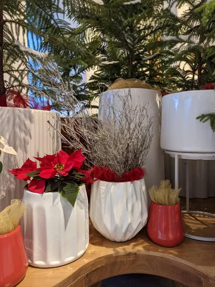 A festive cluster we created for a Christmas installation. We combined classic red Poinsettias with white ceramic pots, dried branches, and small Norfolk Pines to create a modern and chic holiday display.