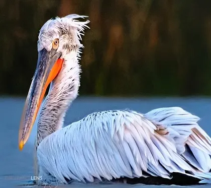A close-up portrait of the Dalmatian Pelican. The early morning light catches the texture of its feathers and the bright orange of its pouch, revealing the unique character of this large water bird.