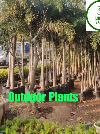 A collection of outdoor plants, including various palms, ready for a landscaping job.