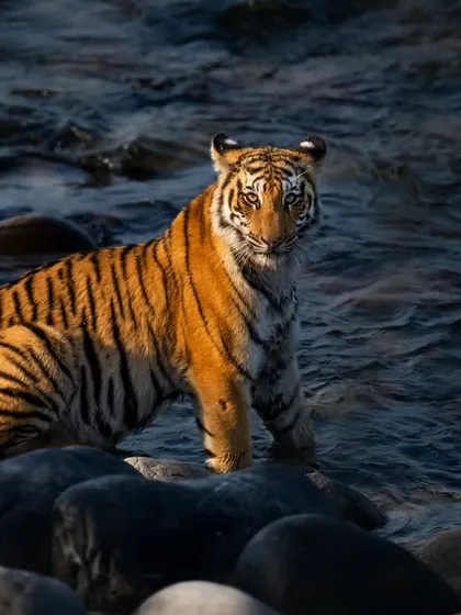 Fire and Ice. A tigress stands in the cool, blue waters of the Ramganga river in Corbett, bathed in the fiery glow of the morning sun. Understanding light and position is key to creating such dramatic frames, and it's a core part of my mentorship.