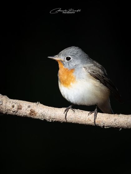 A Symphony of Colours photo 33