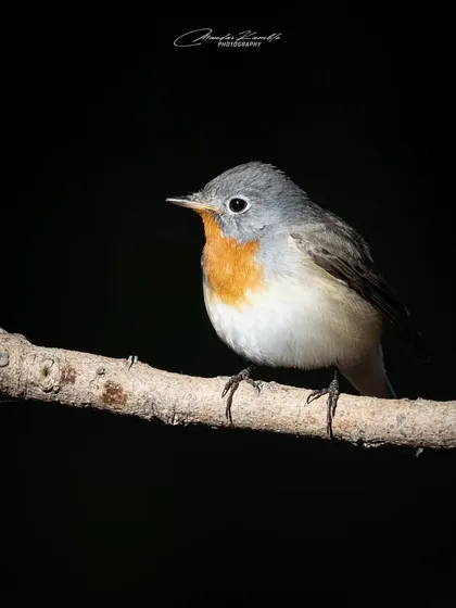 A Red-breasted Flycatcher against a black background. This low-key style creates a dramatic and timeless portrait.