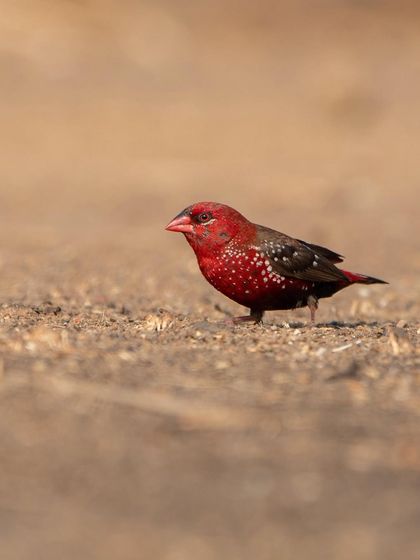 A male Red Avadavat, or Strawberry Finch, in its brilliant red breeding plumage. These tiny birds are a delight to photograph, and I know the best spots to find them.