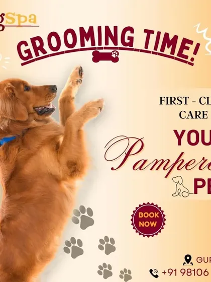 I provide first-class care for your pampered pet. From the moment they walk in, my focus is on their comfort and well-being, ensuring a premium grooming experience every time.