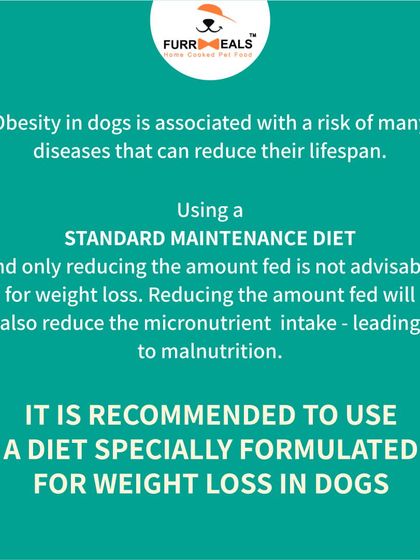 A healthy weight can give you nearly two more years with your dog. I explain why simply reducing food isn't enough and how a specially formulated diet with higher protein and fiber is the correct way to manage weight without causing malnutrition.