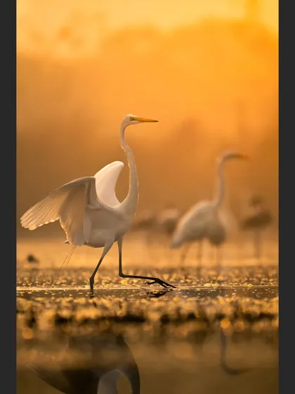 An Intermediate Egret steps gracefully through the water as the sunrise paints the entire scene in gold. This is the magic of the golden hour in Navi Mumbai, where ordinary moments become extraordinary.