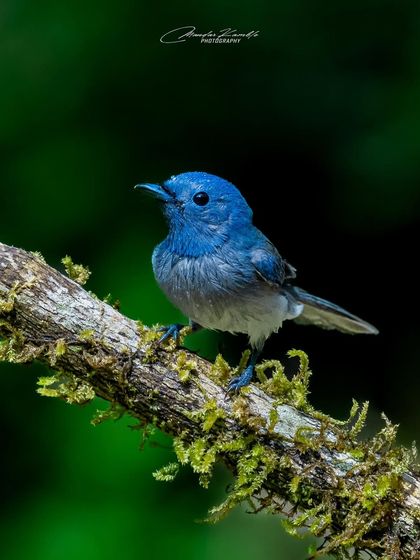 A Symphony of Colours photo 27