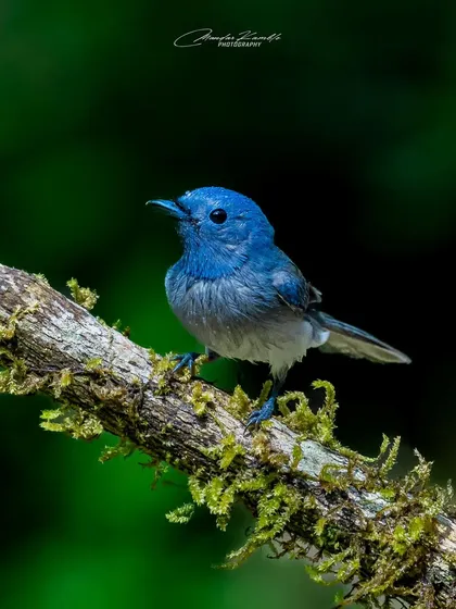 A male Black-naped Monarch, all dressed in blue. The deep green background makes this tiny bird's colour appear incredibly rich and saturated.