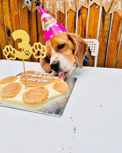 Dog Party & Event Hosting