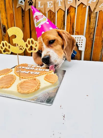 The best part of any birthday is the cake! I make special dog-friendly cakes, personalized for your pup. Seeing them enjoy their very own treat, like this little one on his third birthday, is just the best feeling.