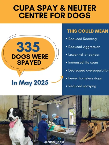 Our work is about creating real, measurable change. In May alone, we spayed 335 community dogs, preventing thousands of future births on the streets. Each surgery means less roaming, less aggression, a lower risk of cancer, and a better quality of life for that animal.