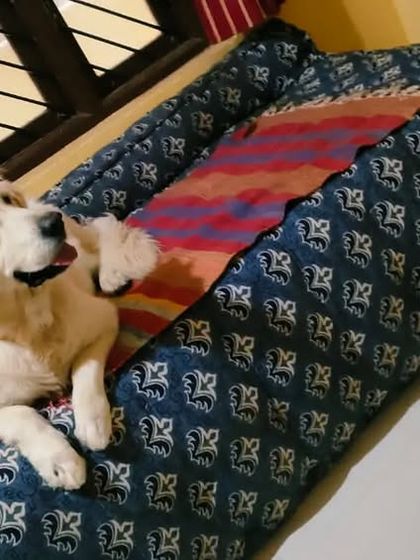 This little Golden Retriever puppy has claimed the dog bed by the window as his personal throne.