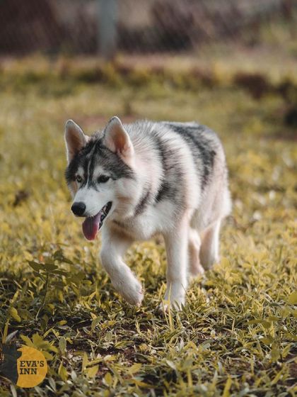 Rocky the Husky on the move. He's a stunning dog, and it's great to see him looking so confident and happy during his stay with us.