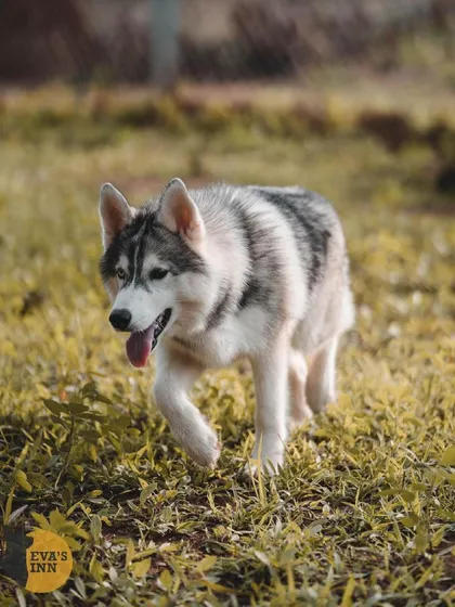 Rocky the Husky, one of our guests, exploring the play area. I cater to the high energy and unique needs of breeds like Huskies.