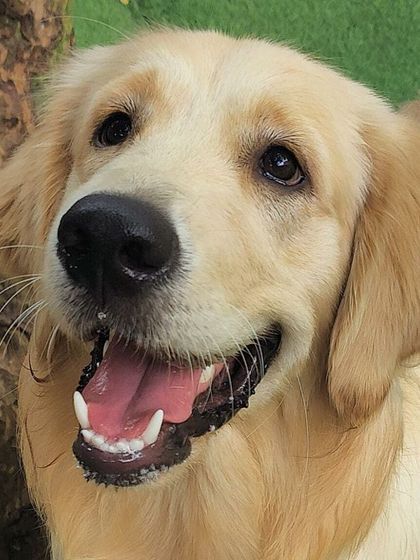 Becky's Bow Wow House - Dog Daycare Happy Faces & Close-Ups photo 27