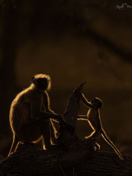 This is rim light photography. By placing the subject between you and the light source, you can create a beautiful glowing outline. This mother monkey and her baby are perfectly highlighted, separating them from the dark background.