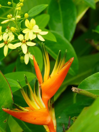 A collection of the beautiful flowers that bloom across the ashram. From the sacred Lotus to the fragrant Jasmine, these blossoms add color, life, and healing energy to our home.