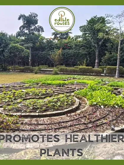 All these benefits, from better soil to improved drainage, work together to promote healthier plants. This spiral raised bed design is not only efficient but also a beautiful feature in the garden.