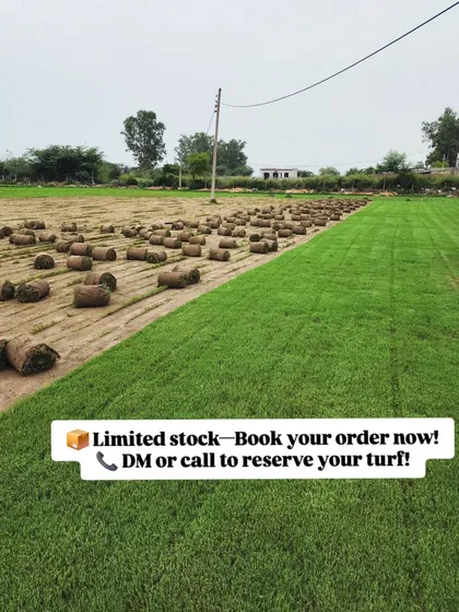 This image captures the scale of our turf farm, showing a freshly harvested section alongside the green field. Our process ensures you receive rolls of healthy, ready-to-install natural grass for a seamless lawn makeover.