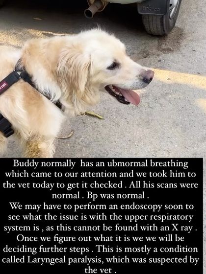 PL Paws - Animal Rescue & Rehabilitation How Your Donations Help: Our Medical Cases photo 39