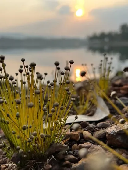 I always look for the small details. This is a close-up shot of tiny wildflowers growing by the water in Kamshet, catching the last light of the setting sun.