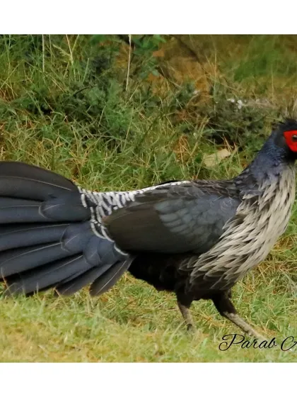 A male Kalij Pheasant steps gracefully through the grass. Finding these game birds in the Himalayan foothills is always a thrill, and their striking plumage makes for a fantastic photographic subject.
