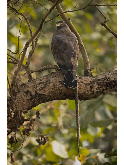 A Crested Serpent Eagle with its python kill. This incredible sight from the jungle floor shows the raptor's prowess in hunting formidable prey like snakes.