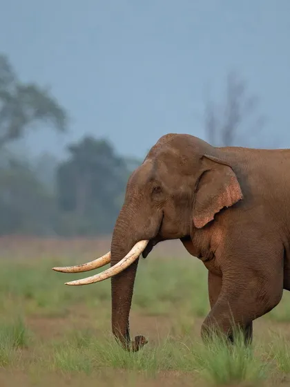 A majestic tusker elephant in the golden light of dawn, its long tusks a sign of its age and genetic quality.