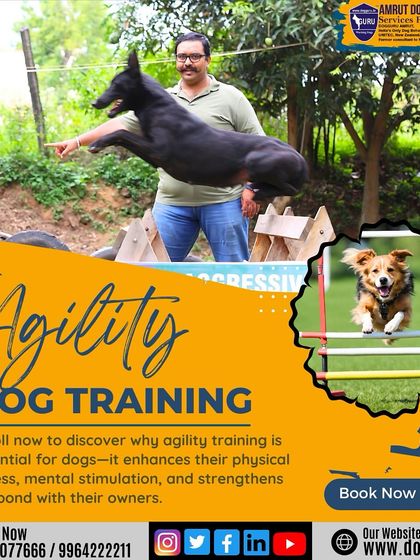 Dog Guru - Professional Dog Trainer Certification Advanced Training in Action photo 16