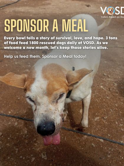 Rocket, a survivor of canine distemper, enjoys her daily meal. Her recovery and continued health depend on consistent, nutritious food, which is funded entirely by donations.