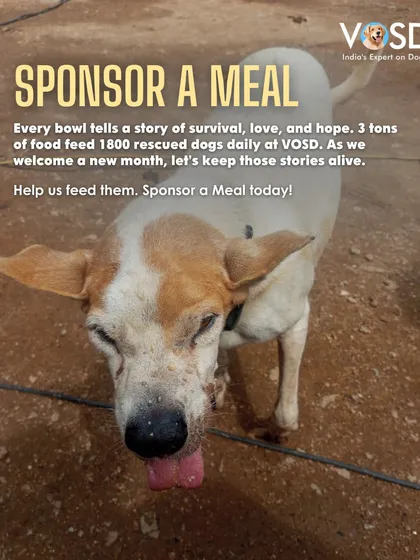 Rocket is a survivor of Canine Distemper, a condition that left her with a constant twitch. Here, she is no longer feared or chased away, just loved and fed.