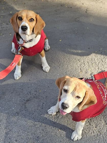 Furry Story - Premium Home Boarding Happy Guests Gallery photo 12