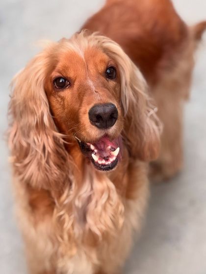 A close-up of Posto's happy face. His smile can brighten any day.