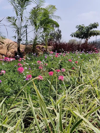 A colorful flowerbed at the Nandi Hills project, featuring a mix of pink and white seasonal flowers alongside palm trees and native grasses. This softscaping adds vibrant color and texture to the garden.