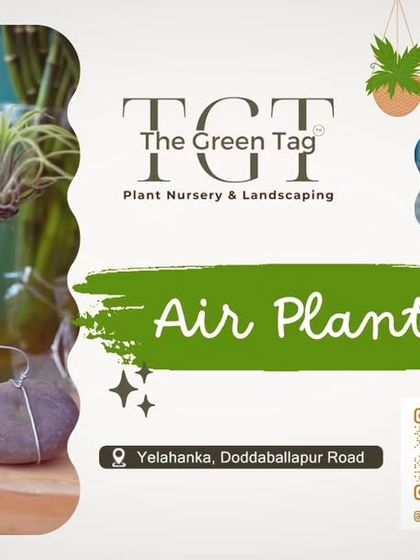 Our team enjoys creating handmade designs with air plants. These low-maintenance plants don't require soil and can be displayed in many creative ways, like in these small pots or glass vases.