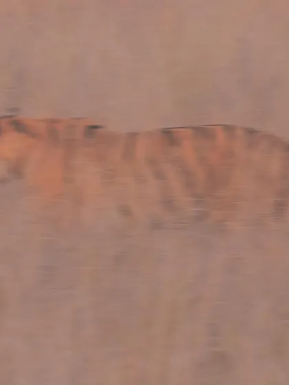 A tiger becomes a fading blur in the tall grass, a testament to its incredible camouflage. This image highlights how easily these magnificent animals can vanish into their diverse forested landscapes.