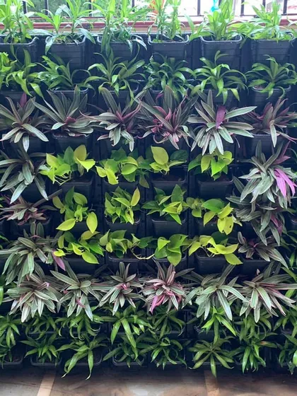 A close-up of a healthy vertical garden, showing a mix of Rhoeo, Money Plant, and other foliage. I carefully select plants that will thrive together and create a varied, textured look for your home's green wall.