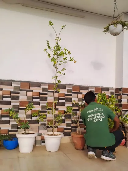 A member of our maintenance team tending to a client's terrace garden. We offer regular maintenance services to keep your plants healthy and your green space looking its best.