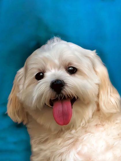 Adorable Snowy, with a face that could melt any heart. This simple, bright portrait against a blue backdrop highlights his fluffy white coat and cheerful personality.