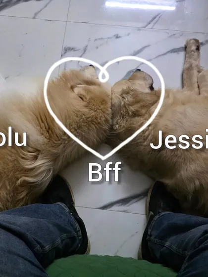This is what true friendship looks like. Here are Golu and Jessica, our senior Golden Retriever, proving that age is just a number when it comes to finding a best friend. They have a ten year age gap but are completely inseparable.